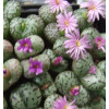 C.obcordellum 1452.41 - Seed